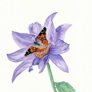 Schmetterling Auf Dahlia01